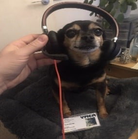 Pudz the counselling dog