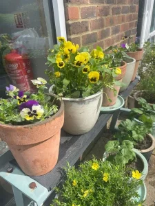 pansies in flower pots on a shelf outside